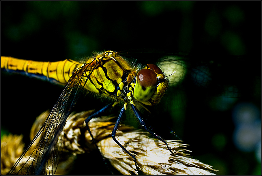 photo "**+**" tags: macro and close-up, nature, insect