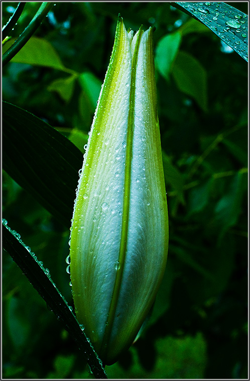 photo "After rain" tags: nature, macro and close-up, flowers