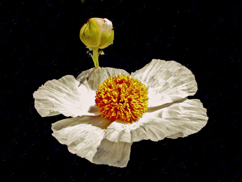 photo "Bud to Flower" tags: , 