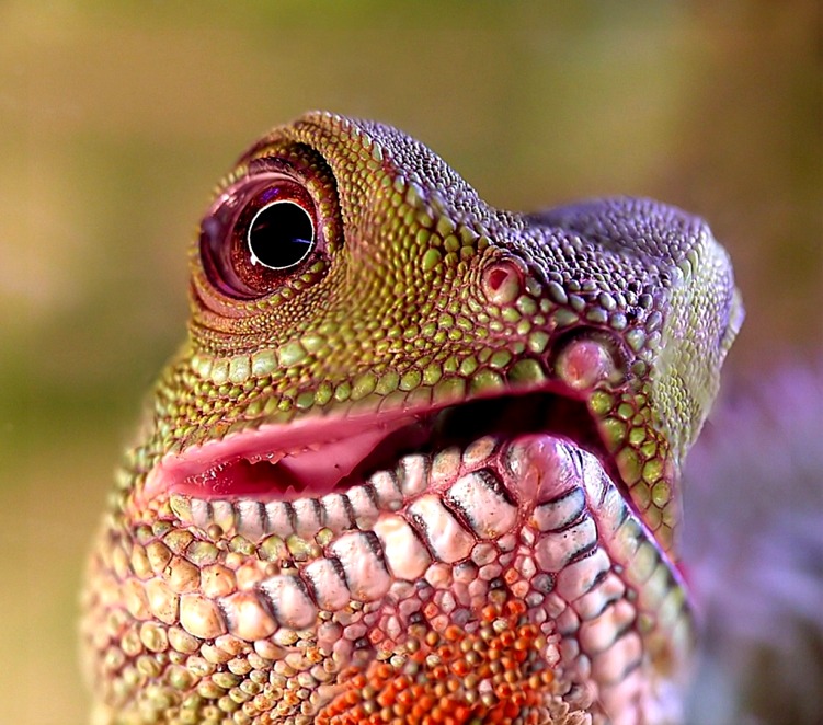 фото "Water Dragon" метки: , 