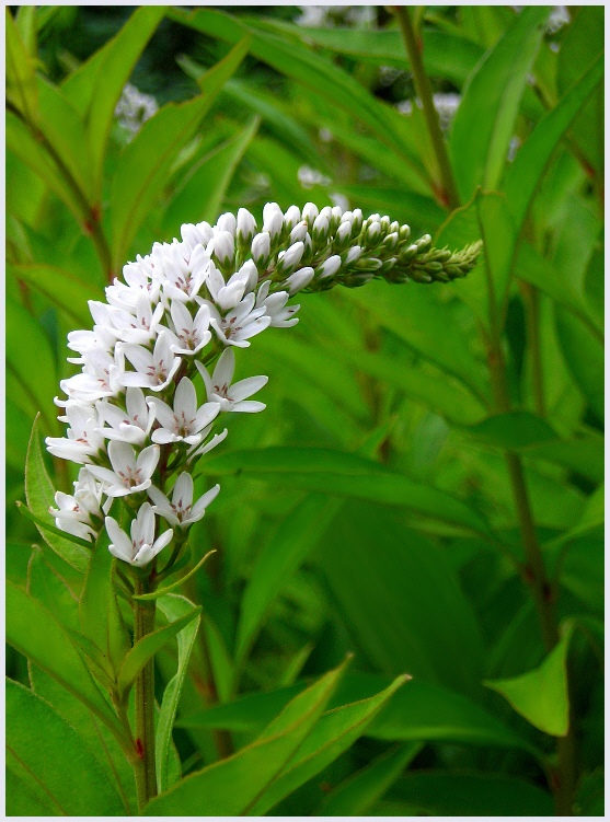 photo "***" tags: nature, flowers