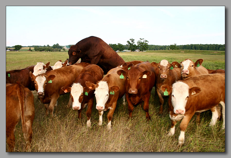 photo "C'est la vie-4" tags: nature, travel, North America, pets/farm animals