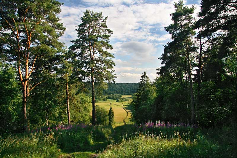 photo "***" tags: landscape, summer