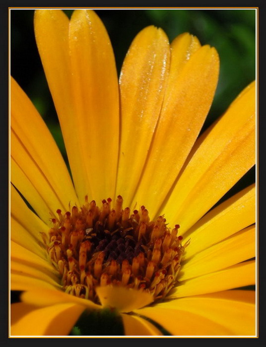 фото "Кусочек солнца" метки: природа, цветы