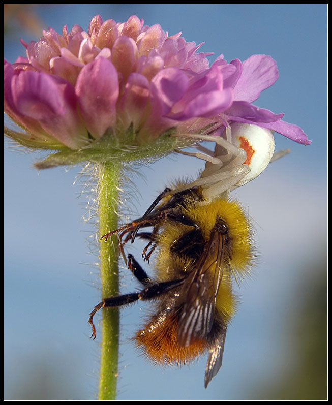 photo "***" tags: nature, macro and close-up, insect