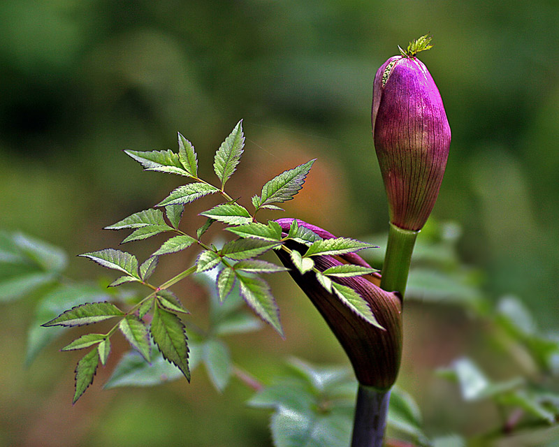 photo "***" tags: nature, macro and close-up, flowers