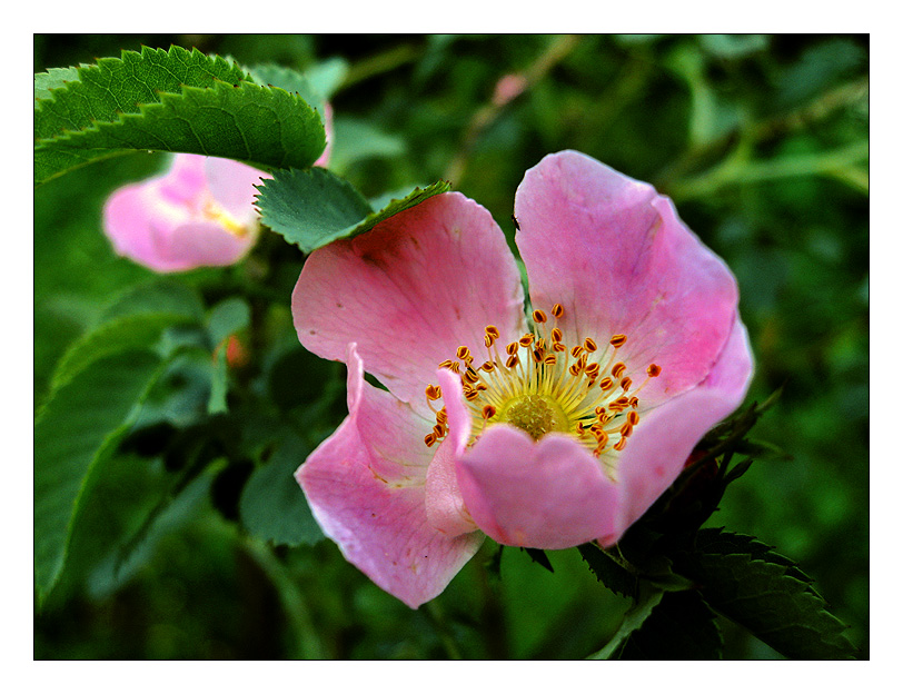 photo "Seems dog-rose" tags: nature, macro and close-up, flowers