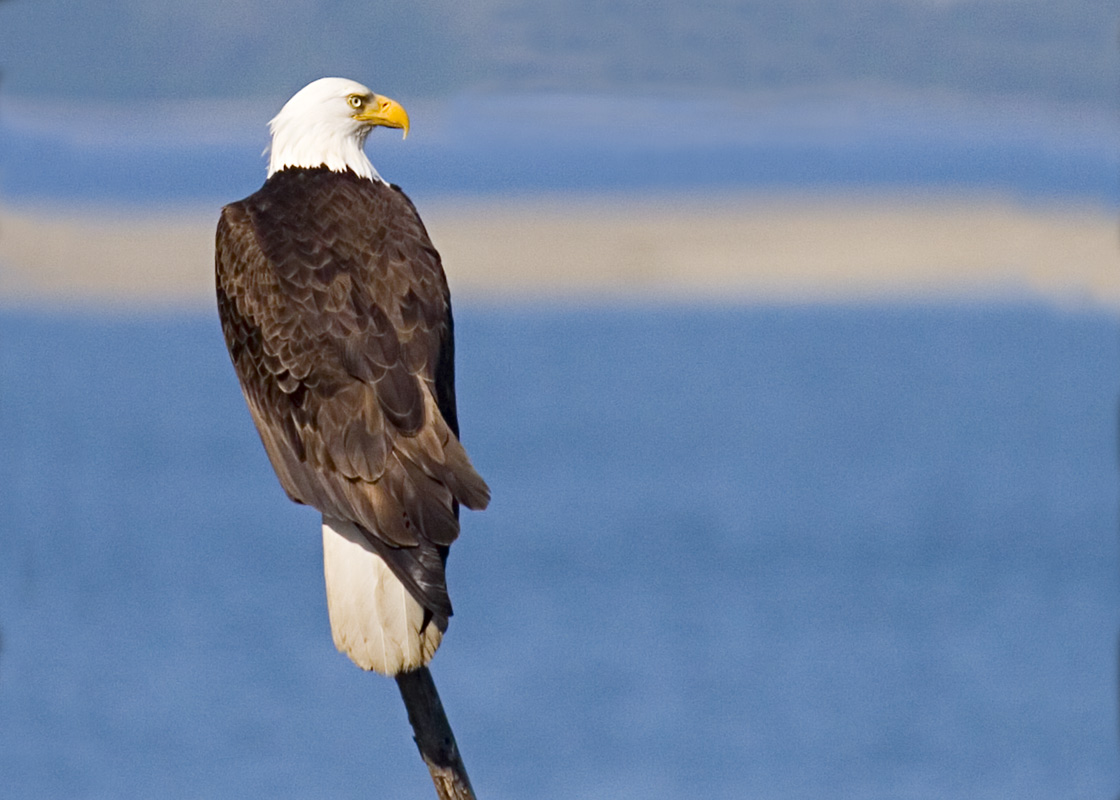 photo "Eagle on a Pole" tags: nature, wild animals