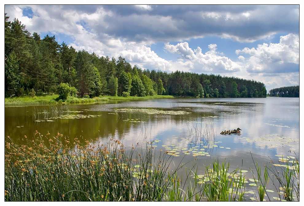 фото "Лесное озеро." метки: пейзаж, вода, лес