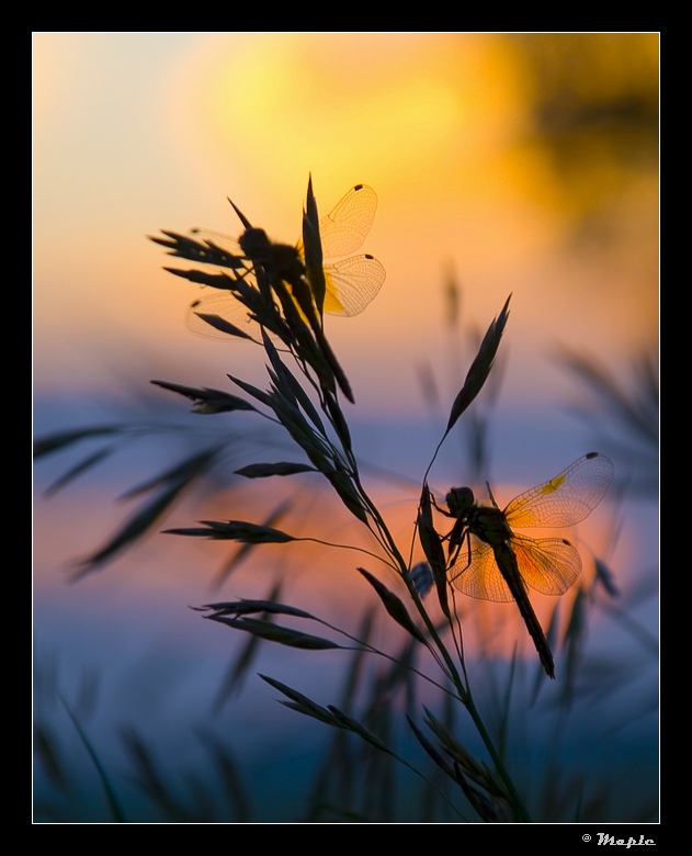 photo "***" tags: nature, landscape, insect, sunset