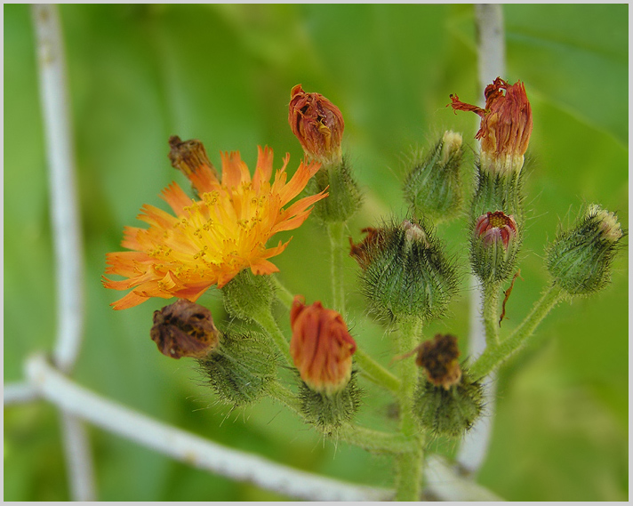 photo "* * *" tags: nature, macro and close-up, flowers