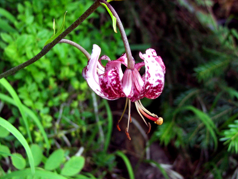 photo "Upside down" tags: nature, flowers