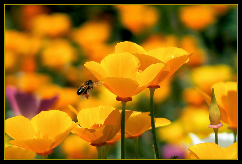 photo "***" tags: nature, macro and close-up, flowers