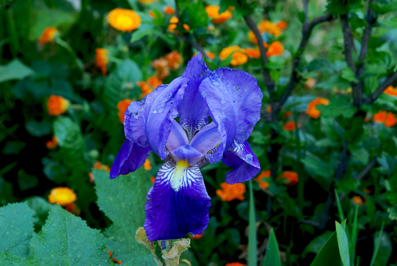 photo "Violet" tags: nature, flowers