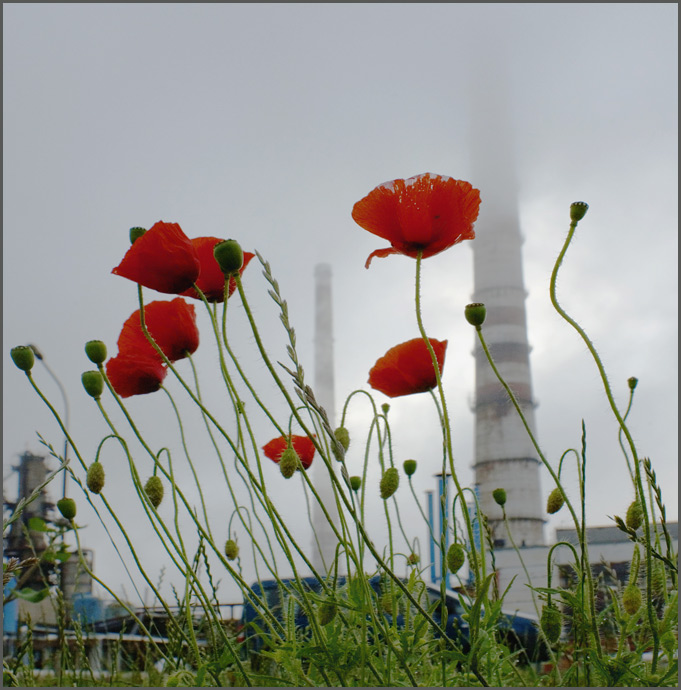 photo "Mackie and chimneys" tags: nature, misc., flowers