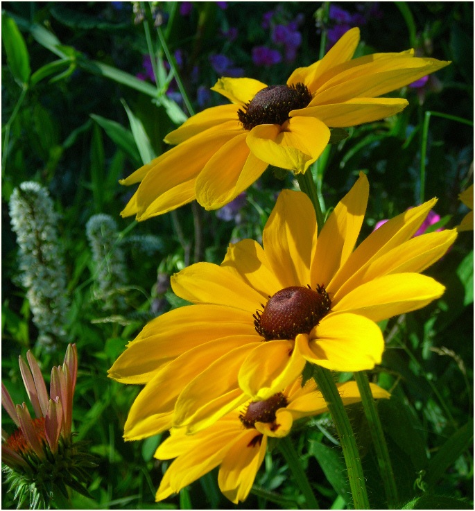 photo "***" tags: nature, flowers