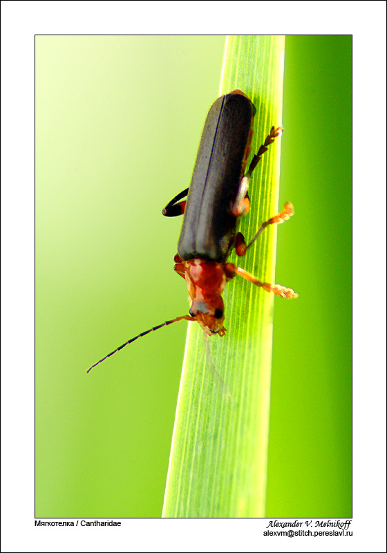 фото "Мягкотелка" метки: природа, макро и крупный план, насекомое