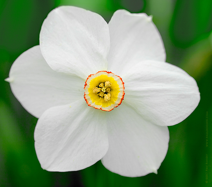 photo "Narcissus" tags: nature, macro and close-up, flowers