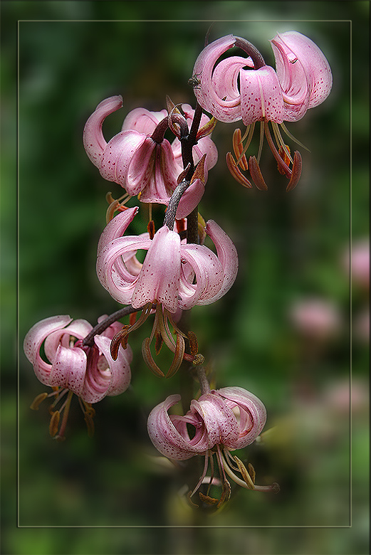 photo "Tenderness" tags: nature, macro and close-up, flowers