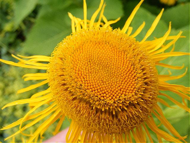 photo "Summer flower." tags: macro and close-up, 