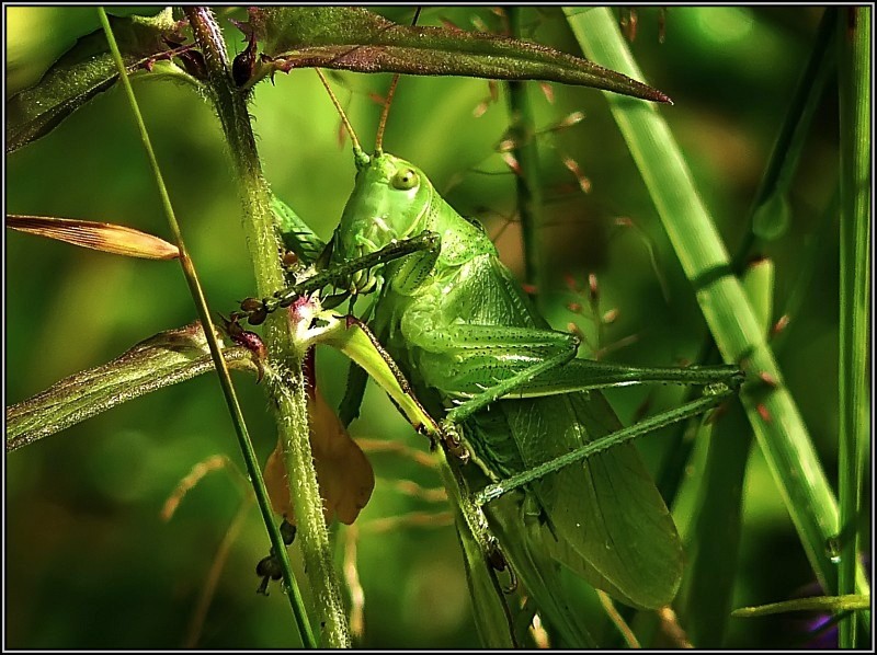 photo "Perfect camouflage" tags: macro and close-up, nature, insect