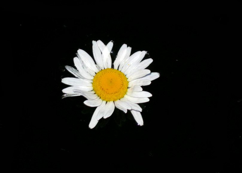 photo "Camomile in dark water" tags: nature, flowers