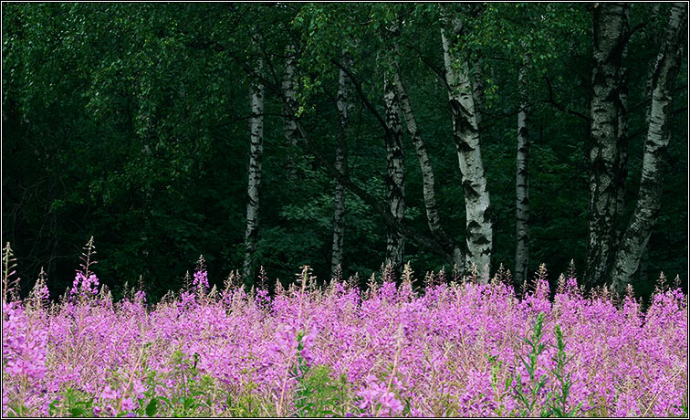 photo "Where birches grow from" tags: landscape, nature, flowers, forest