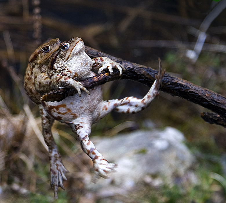 photo "sway-sway" tags: nature, wild animals