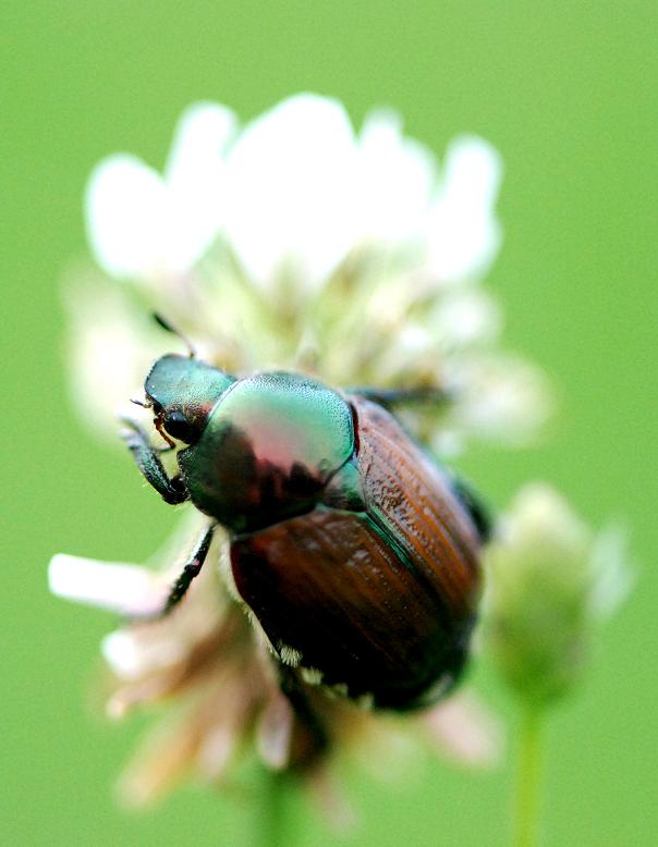 photo "***" tags: nature, macro and close-up, insect