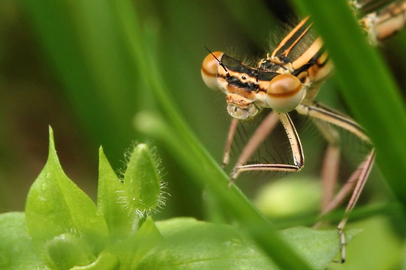 photo "***" tags: nature, macro and close-up, insect