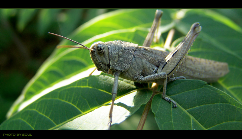 photo "*****" tags: nature, insect