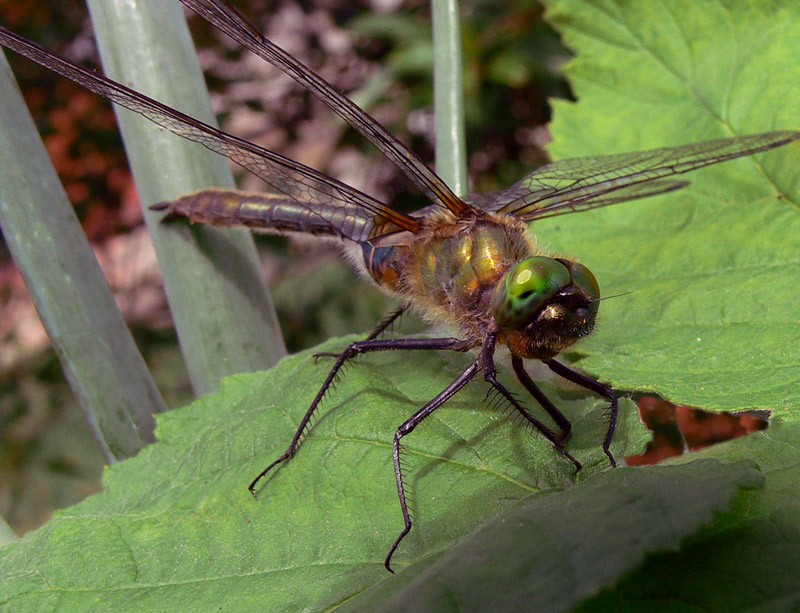 photo "Before taking off" tags: nature, insect