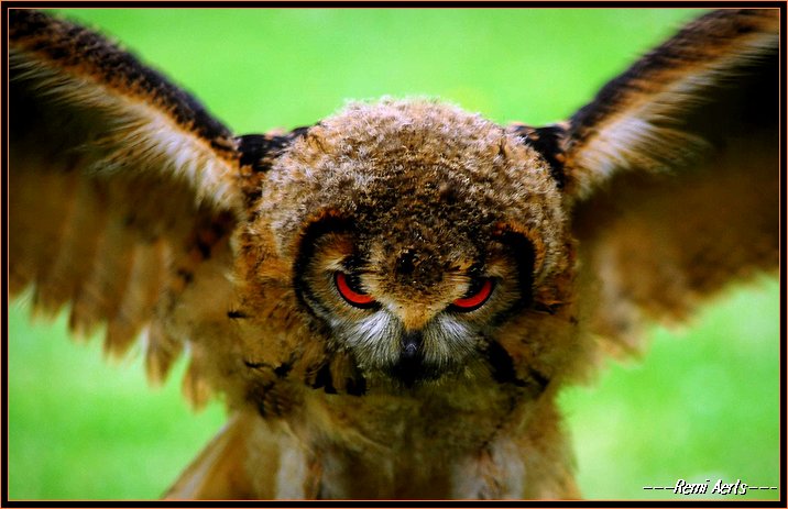 фото "very young owl!" метки: природа, дикие животные