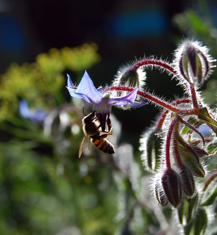 photo "***" tags: nature, macro and close-up, flowers