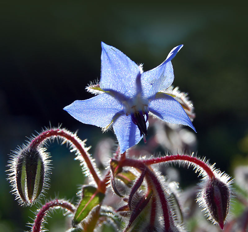 photo "***" tags: nature, macro and close-up, flowers