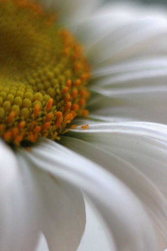 photo "***" tags: macro and close-up, nature, flowers