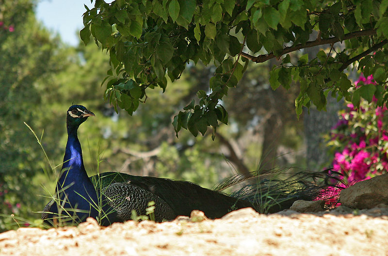 photo "Palace resident" tags: travel, nature, Europe, insect