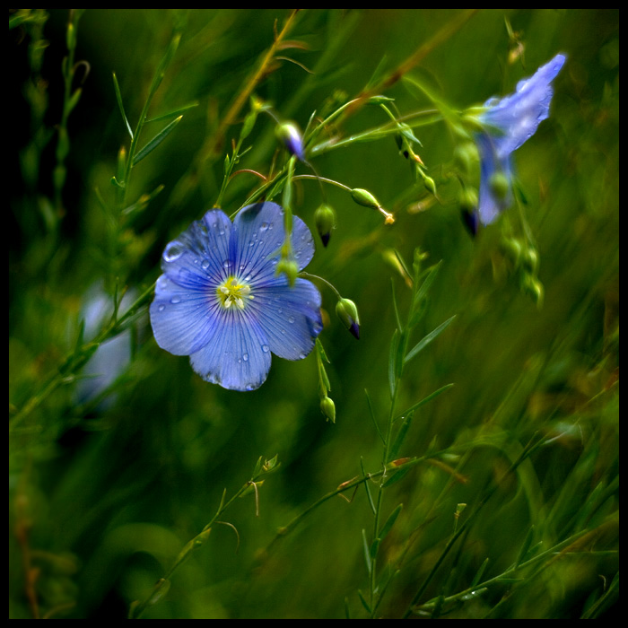 photo "* flax *" tags: nature, flowers