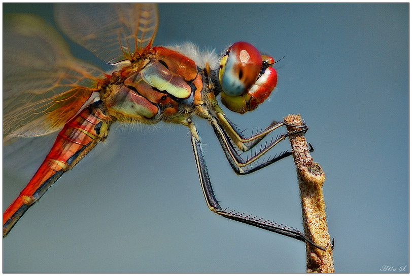 photo "***" tags: nature, macro and close-up, insect