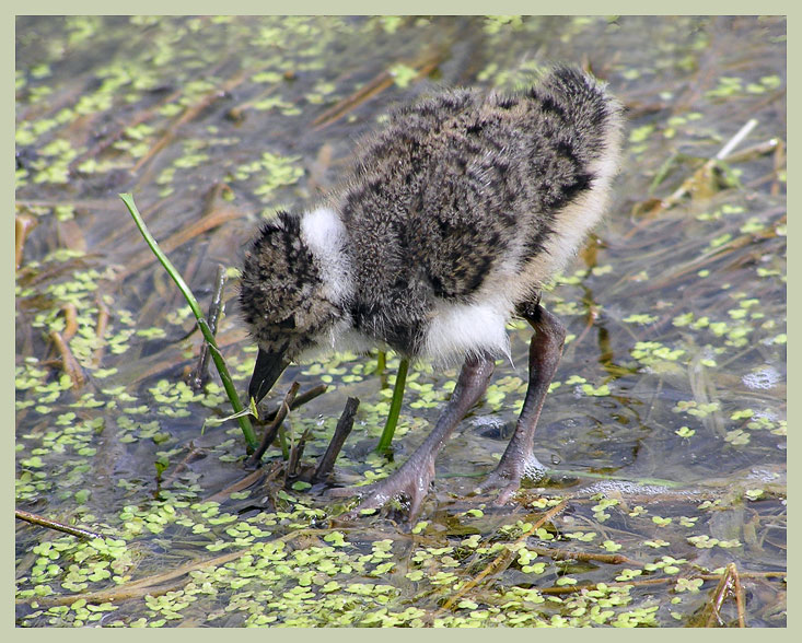 photo "Young lapwing" tags: nature, wild animals