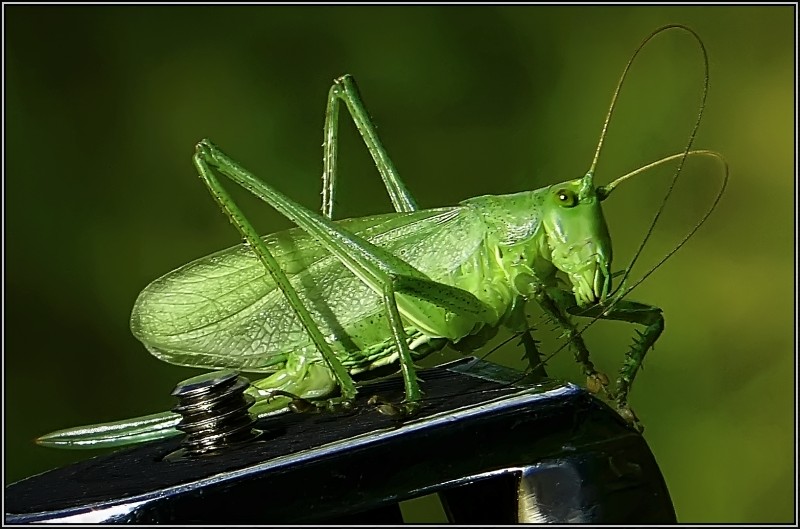 photo "About tripod advantage" tags: macro and close-up, nature, insect