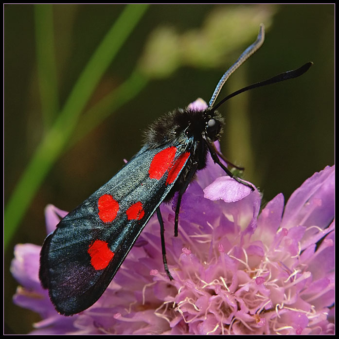 фото "Red and black" метки: природа, макро и крупный план, насекомое