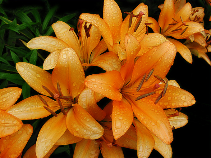 photo "***" tags: nature, flowers