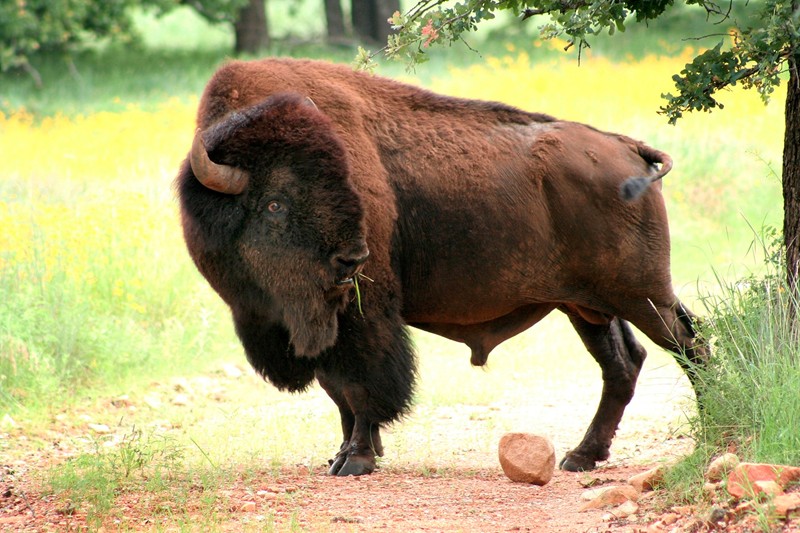 photo "That's one large kidney stone!" tags: nature, wild animals