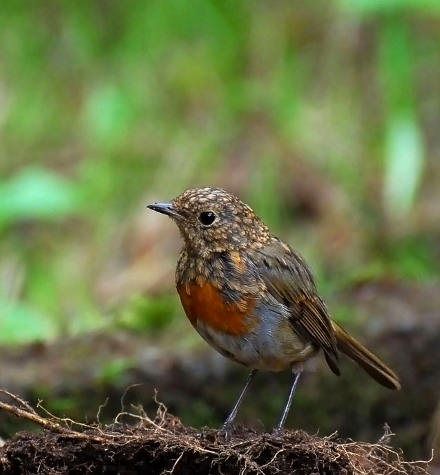photo "Robin -  youngster" tags: nature, wild animals