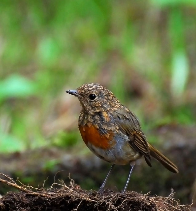 фото "Robin -  youngster" метки: природа, дикие животные