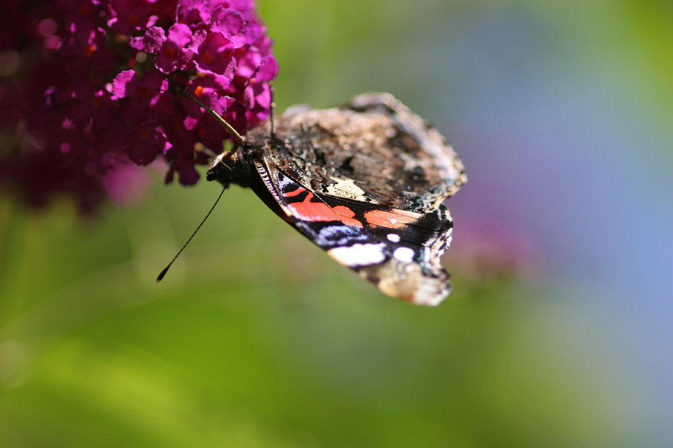 photo "butterfly" tags: nature, insect