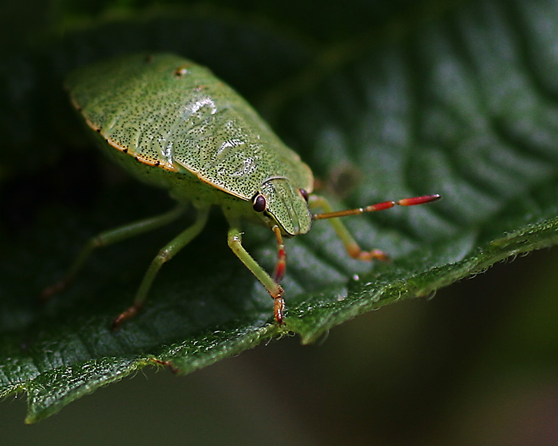 фото "Молодо-зелено" метки: природа, макро и крупный план, насекомое