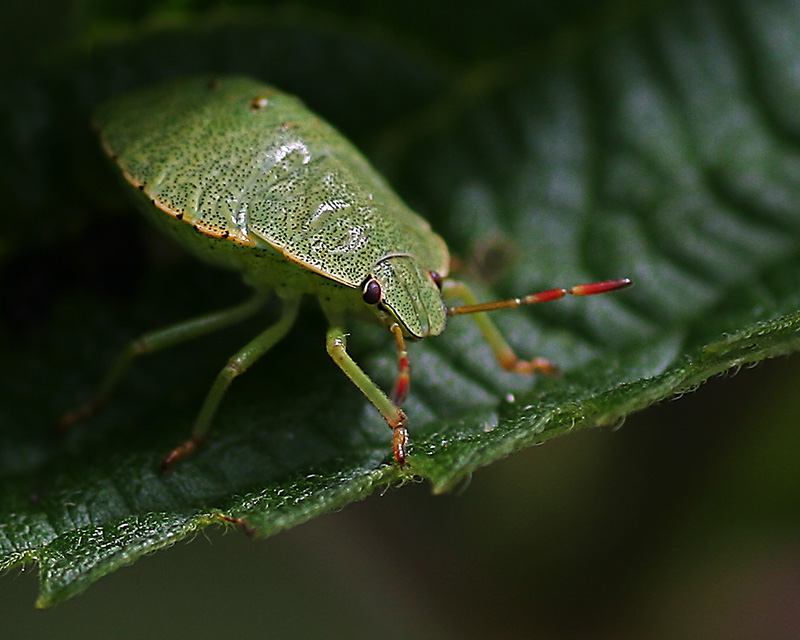 photo "***" tags: nature, macro and close-up, insect