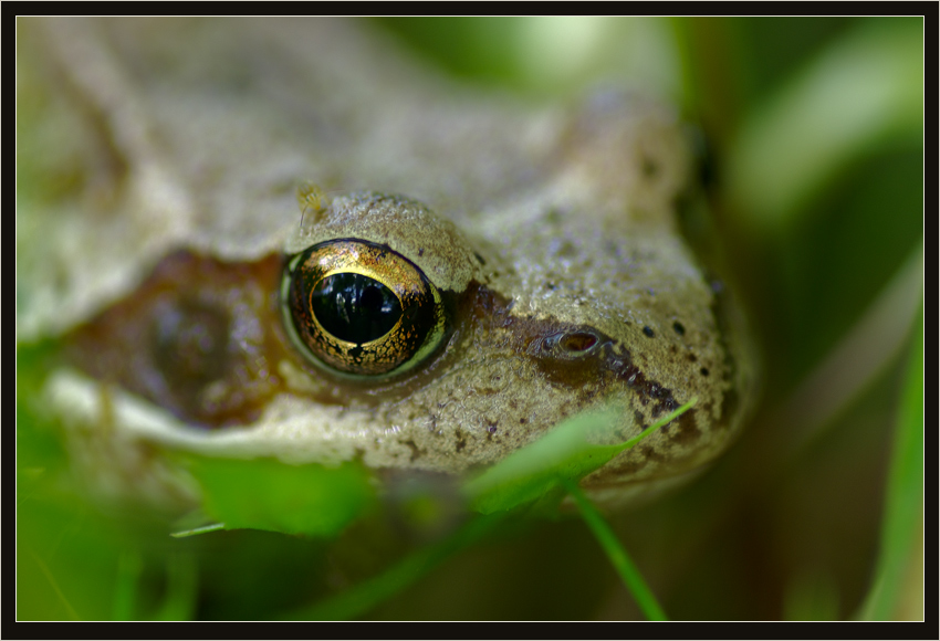 photo "***" tags: nature, macro and close-up, wild animals